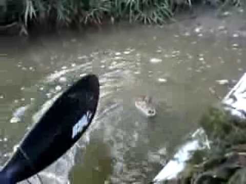 Polak w USA karmi aligatora (forfiter)