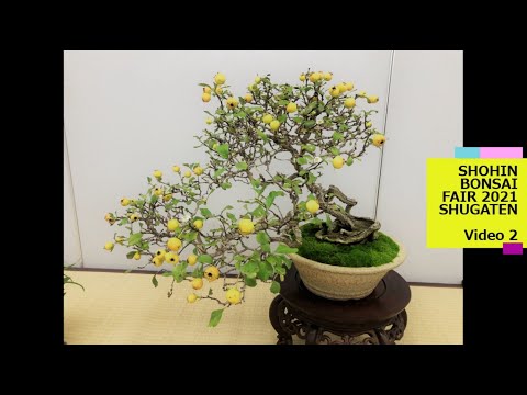 29th SHUGATEN Shohin bonsai Fair 2021・29回秋雅展令和3年 小品盆栽フェア「VIDEO 2」