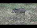 Mudumalai Forest Surounding Travel Videos