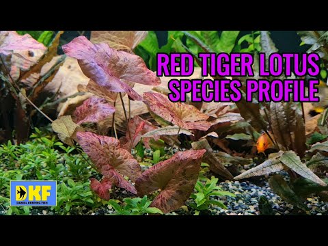 Red Tiger Lotus species profile