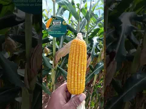 forseed 566 na região de Fátima bahia