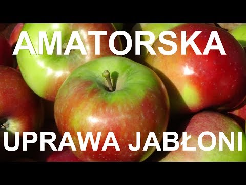 UPRAWA JABŁONI - wymagania, wybór odmian na działkę, sadzenie