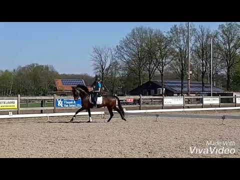 Kamarant - Don Olymbrio x Samarant VERKOCHT