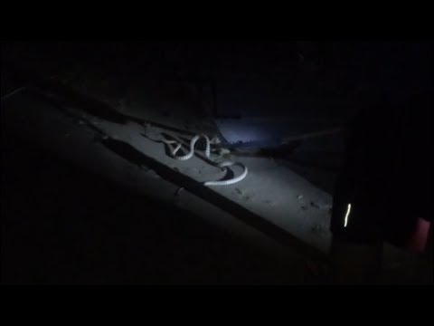 HILFE! Giftige Schlange direkt vor unseren Füßen! | Geikie Gorge & Lake Argyle Vlog #27