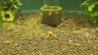 Caridina multidentata (japonica)