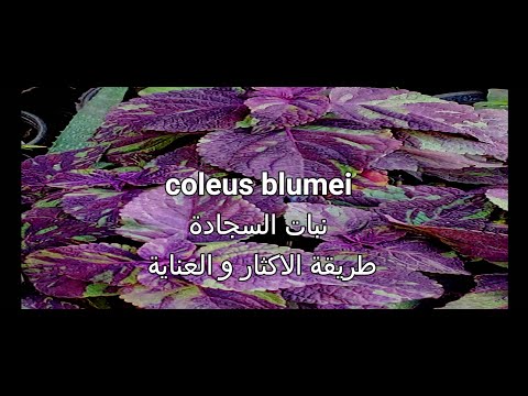 , title : 'واكثارة بالعقلة الطرفية coleus blumei كيفية زراعة نبات السجادة'