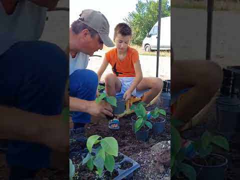 Repicarea portaltoilor de Banana Nordului (paw paw)- Asiminia Triloba cu Cezar și Tudor în acțiune