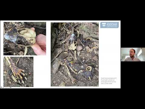 Grey-faced Petrel/ōi Populations along the West Coast