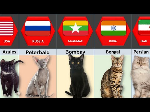 Cat from different countries #cat