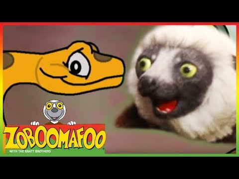 Zoboomafoo 201 - Colourful Snakes (Full Episode)