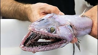 Freak Fish Discovered and More
