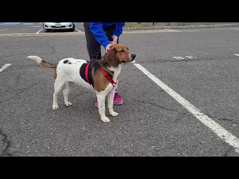 Walker, an adopted Coonhound & Beagle Mix in Cranford, NJ_image-1