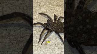 If You See This Spider in Your Home, Don’t Kill It! 🕷️