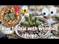 How to deal with wrinkled lithops| Baby Toes ( fenestraria Rhopalophylla)