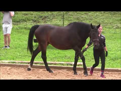 lineare Beschreibung Pferd 1