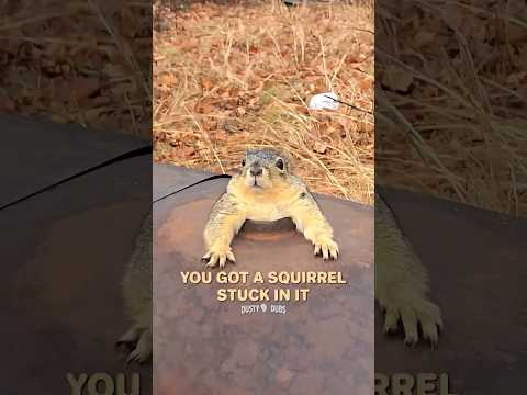 Squirrel vs. Old Tractor 🐿️🚜
