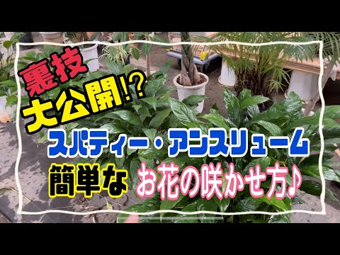 アンスリウムが一番嫌いなものは何ですか?培養シート  庭園