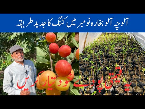 Alocha fruit tree khud tyar kara | November ma cutting ka jadeed tarika