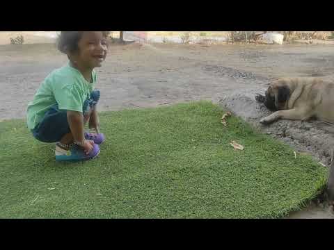 Barking Dog and Samanvi #samanvidiaries#raw #unedited #baby #viral #youtube