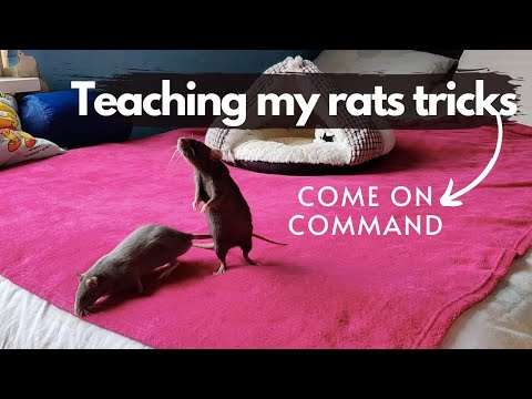 TRAINING my RATS // teaching them to come when called | DIY Pets & Life