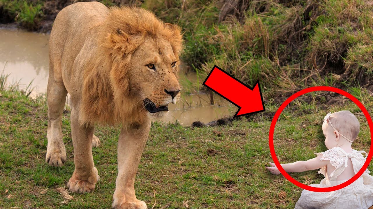 León se acercó a niño que lloraba, LUEGO SUCEDIÓ ALGO INIMAGINABLE QUE DEJÓ TODOS EN ESTADO DE SHOCK