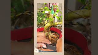 Download lagu Root Program Sancang Premna Microphyla @therisingofroninbonsai #shorts mp3