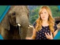 Which Animal Has The Biggest Penis BBC Earth Explore