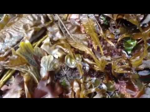 Alaria - YouTube