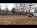 SOLD Contemporary Art Artsy Jumping Course Second Chance Thoroughbreds