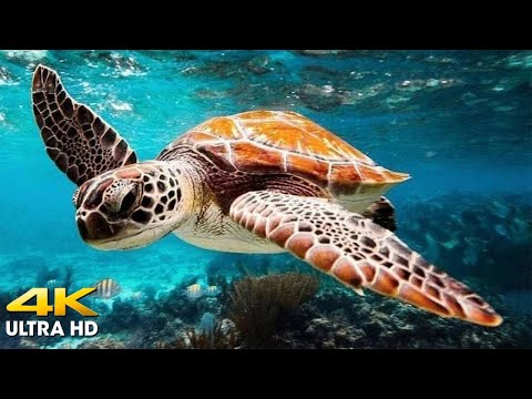 11 HOURS of 4K Underwater Wonders + Relaxing Music - Coral Reefs & Colorful Sea Life (4K Video UHD)