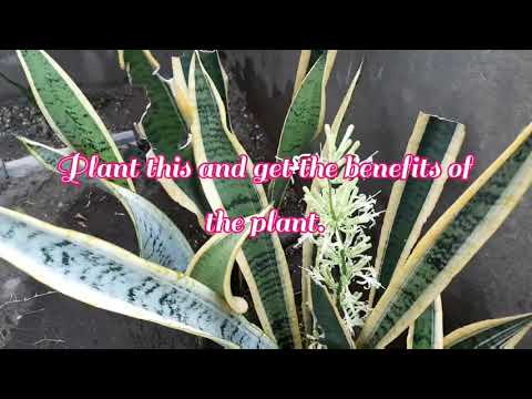 Luckiest indoor plant blooms flower//snake plant //Mother in laws tongue