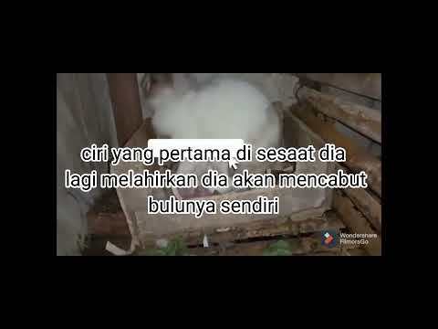 ciri kelinci hamil dan melahirkan