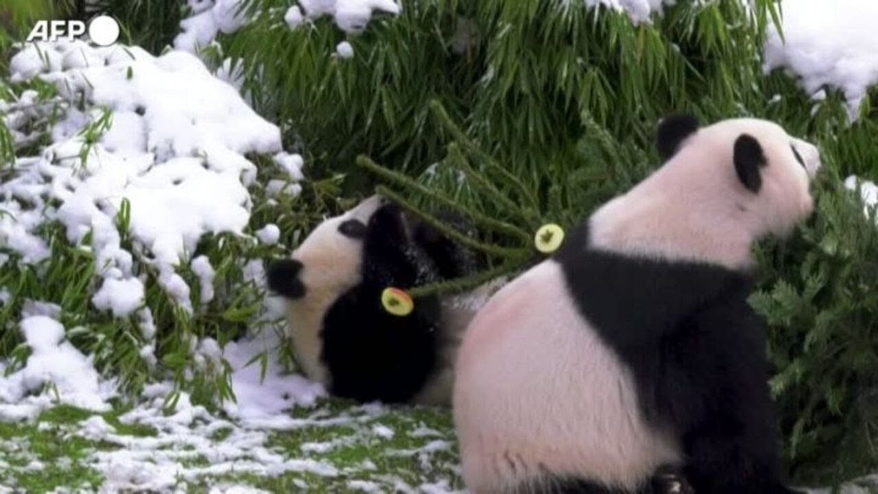 Uno spuntino di Natale per gli animali dello zoo di Berlino