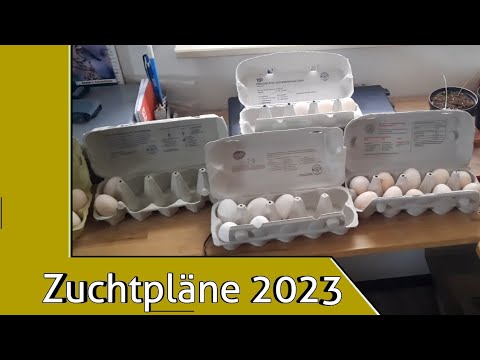 Mein Zuchtplan für 2023