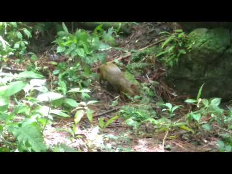 Cacería de cotuza con sabuesos