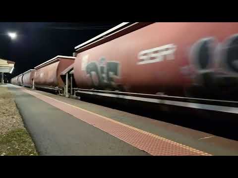 C501 leading the SSR grain