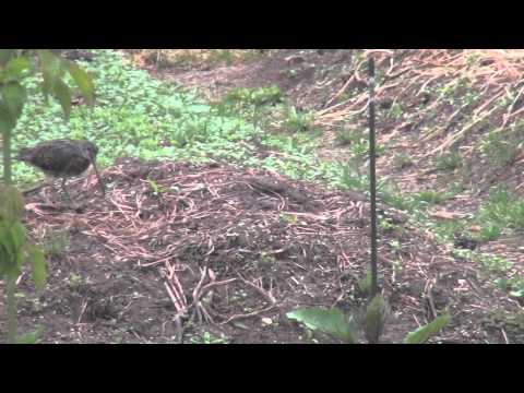 長いくちばしの鳥 - 種類、名前、写真