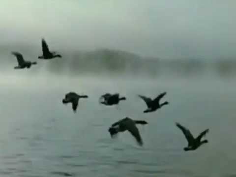 Talk Talk - Inheritance