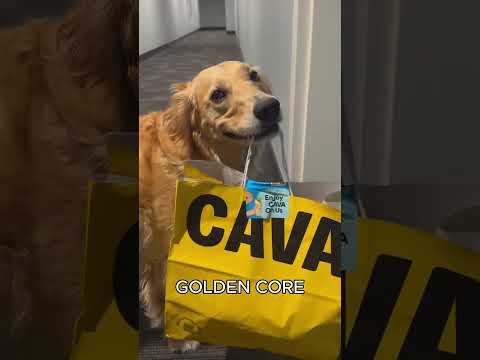 GOLDEN RETRIEVER CORE