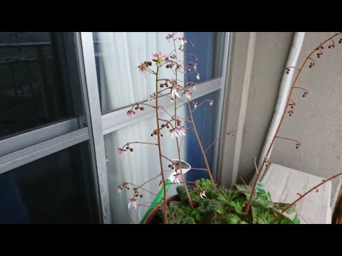 園芸 ユキノシタ