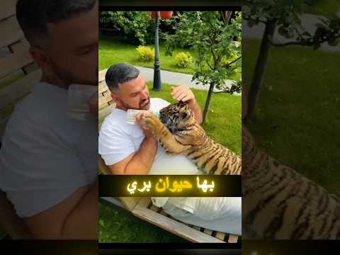 أنقذ شبل نمر 🐯… لكن ما حدث بينهما لا يُصدَّق! 🥹❤️#shorts