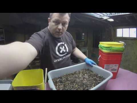 Harvesting my 100-day worm bin