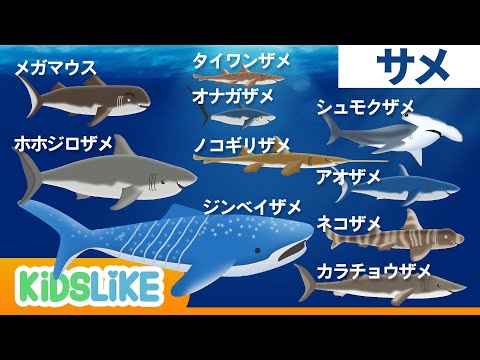 サメの種類 - 種類とその特徴