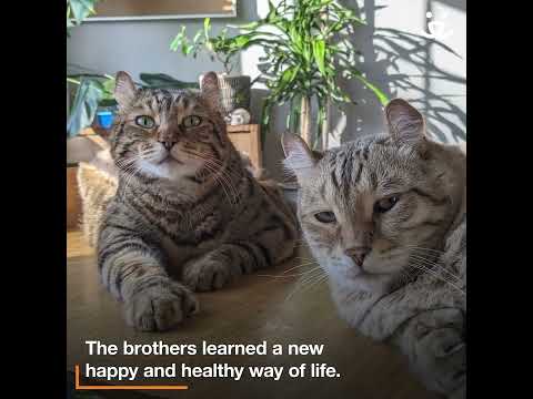 Cat brothers with extra toes saved from overcrowding situation
