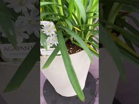 アガパンサスを成長させ、開花を促進するにはどのような肥料を使用すればよいでしょうか?  庭園