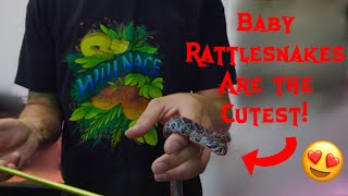 BABY RATTLESNAKES ARE HERE!