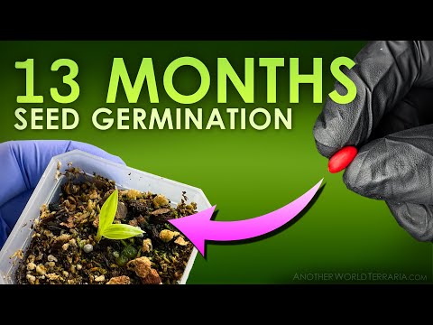 I thought I failed - rare seed germinated 13 months later!
