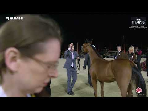 N 25 MONIET AL ADEED   Katara Int  Arabian Peninsula Horse Show 2023   Yearling Fillies Section B Cl