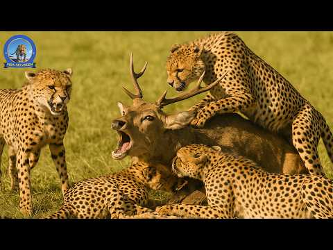 África do Sul – A Luta pela Sobrevivência dos Animais Selvagens  #animaisSelvagens #vidaselvagem