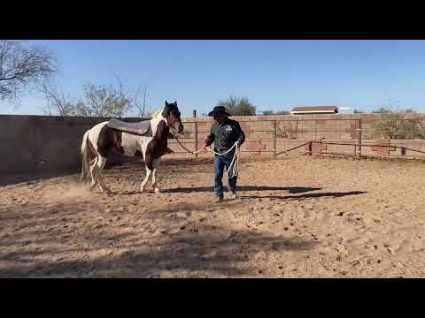 AZHT: How to get a horse used to the blanket - Do this before putting a saddle on them